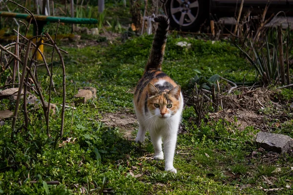 Viele Hauskatzen Leben Inzwischen Den Trümmern Zerstörter Häuser Die Tiere — Stockfoto