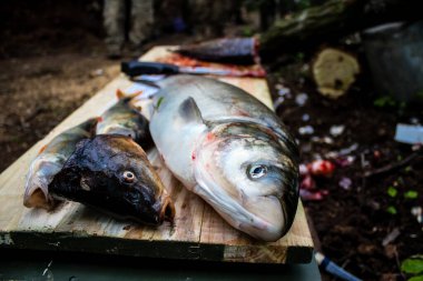 28. Topçu Taburu 'ndan Ukraynalı asker cephe hattının yakınındaki bir gölette yakalanan balıkları pişiriyor. Askerler, savaşın olduğu yerdeki taze ürünleri depolamak için bir dakikalık dinlenme fırsatından yararlanıyorlar.