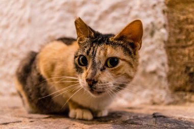 Essaouira, Fas - 22 Ağustos 2023 Essaouira sokaklarında yaşayan evcil kedi, şehrin dar ve dolambaçlı bir Arapça yerleşimi var..