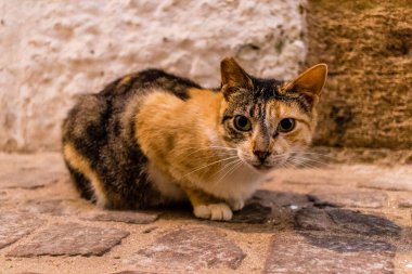 Essaouira, Fas - 22 Ağustos 2023 Essaouira sokaklarında yaşayan evcil kedi, şehrin dar ve dolambaçlı bir Arapça yerleşimi var..