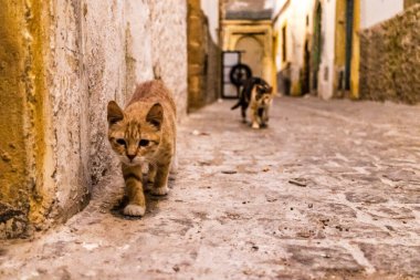 Essaouira, Fas - 22 Ağustos 2023 Essaouira sokaklarında yaşayan evcil kedi, şehrin dar ve dolambaçlı bir Arapça yerleşimi var..