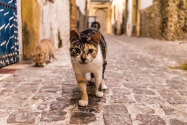Essaouira, Fas - 22 Ağustos 2023 Essaouira sokaklarında yaşayan evcil kedi, şehrin dar ve dolambaçlı bir Arapça yerleşimi var..