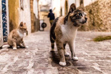 Essaouira, Fas - 22 Ağustos 2023 Essaouira sokaklarında yaşayan evcil kedi, şehrin dar ve dolambaçlı bir Arapça yerleşimi var..