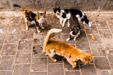 Essaouira, Fas - 22 Ağustos 2023 Essaouira sokaklarında yaşayan evcil kedi, şehrin dar ve dolambaçlı bir Arapça yerleşimi var..