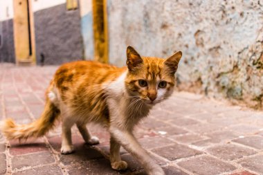 Essaouira, Fas - 22 Ağustos 2023 Essaouira sokaklarında yaşayan evcil kedi, şehrin dar ve dolambaçlı bir Arapça yerleşimi var..
