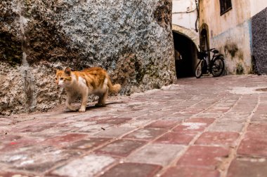 Essaouira, Fas - 22 Ağustos 2023 Essaouira sokaklarında yaşayan evcil kedi, şehrin dar ve dolambaçlı bir Arapça yerleşimi var..