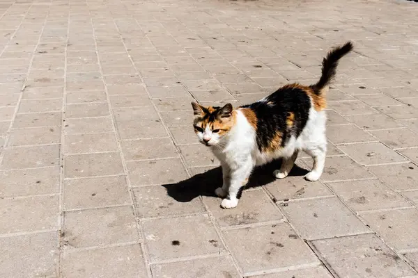 Essaouira Marrocos Agosto 2023 Gato Doméstico Que Vive Nas Ruas — Fotografia de Stock
