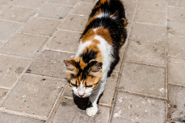 에사우이라 모로코 2023년 22일 에사우이라의 거리에 고양이는 도시의 전형적인 아랍어 — 스톡 사진