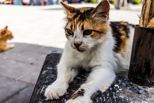 Essaouira Maroko Srpna 2023 Domácí Kočka Žijící Ulicích Essaouiry Město — Stock fotografie