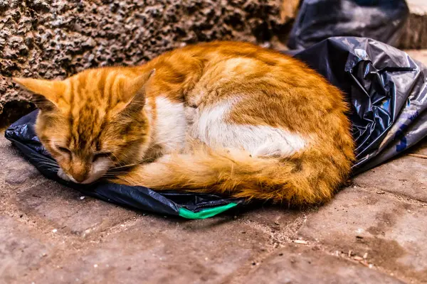 Essaouira Maroko Srpna 2023 Domácí Kočka Žijící Ulicích Essaouiry Město — Stock fotografie