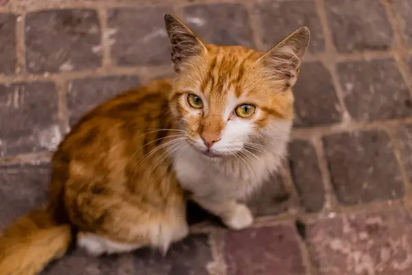 Essaouira Marocko Augusti 2023 Huslig Katt Som Bor Gatorna Essaouira — Stockfoto
