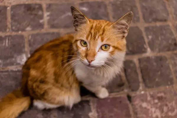 Essaouira Fas Ağustos 2023 Essaouira Sokaklarında Yaşayan Evcil Kedi Şehrin — Stok fotoğraf