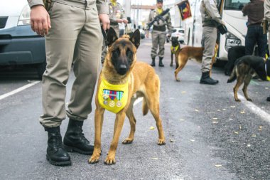 Reims, Fransa - 11 Kasım 2023 Fransız askeri Birinci Dünya Savaşı 'nın bitişini simgeleyen ateşkes törenine katılan muharebe köpeği