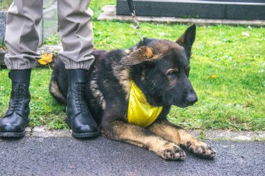 Reims, Fransa - 11 Kasım 2023 Fransız askeri Birinci Dünya Savaşı 'nın bitişini simgeleyen ateşkes törenine katılan muharebe köpeği