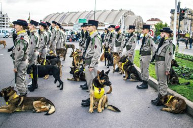 Reims, Fransa - 11 Kasım 2023 Fransız askeri Birinci Dünya Savaşı 'nın bitişini simgeleyen ateşkes törenine katılan muharebe köpeği