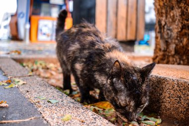 Tel Aviv, İsrail - 7 Aralık 2023 Tel Aviv sokaklarında yaşayan sokak kedisi. İnsanlar açlıktan ölmemek için başıboş hayvanları beslemeye alıştılar..
