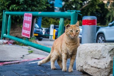 Tel Aviv, İsrail - 6 Ocak 2024 Tel Aviv sokaklarında yaşayan sokak kedisi. İnsanlar açlıktan ölmemek için başıboş hayvanları beslemeye alıştılar..