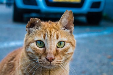 Tel Aviv, İsrail - 6 Ocak 2024 Tel Aviv sokaklarında yaşayan sokak kedisi. İnsanlar açlıktan ölmemek için başıboş hayvanları beslemeye alıştılar..