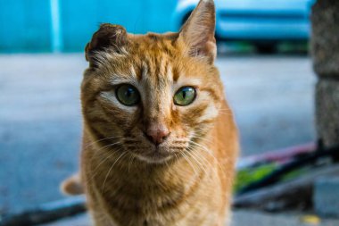 Tel Aviv, İsrail - 6 Ocak 2024 Tel Aviv sokaklarında yaşayan sokak kedisi. İnsanlar açlıktan ölmemek için başıboş hayvanları beslemeye alıştılar..