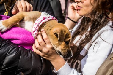 Tel Aviv, İsrail 2 Şubat 2024 SOS Animaux Derneği gönüllüleri Otage Meydanı 'nda yıkılmış kibbutzim' den terk edilmiş köpeklerin evlat edinilmesine adanmış bir gün organize ediyorlar.
