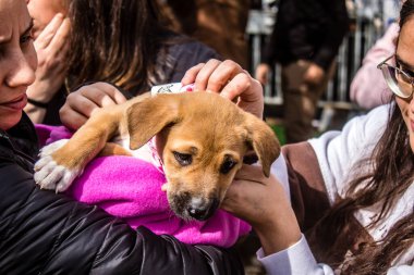 Tel Aviv, İsrail 2 Şubat 2024 SOS Animaux Derneği gönüllüleri Otage Meydanı 'nda yıkılmış kibbutzim' den terk edilmiş köpeklerin evlat edinilmesine adanmış bir gün organize ediyorlar.