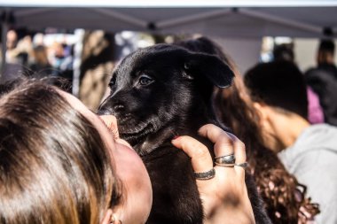 Tel Aviv, İsrail 2 Şubat 2024 SOS Animaux Derneği gönüllüleri Otage Meydanı 'nda yıkılmış kibbutzim' den terk edilmiş köpeklerin evlat edinilmesine adanmış bir gün organize ediyorlar.