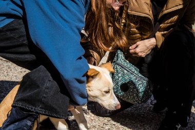 Tel Aviv, İsrail 2 Şubat 2024 SOS Animaux Derneği gönüllüleri Otage Meydanı 'nda yıkılmış kibbutzim' den terk edilmiş köpeklerin evlat edinilmesine adanmış bir gün organize ediyorlar.