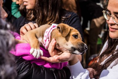 Tel Aviv, İsrail 2 Şubat 2024 SOS Animaux Derneği gönüllüleri Otage Meydanı 'nda yıkılmış kibbutzim' den terk edilmiş köpeklerin evlat edinilmesine adanmış bir gün organize ediyorlar.