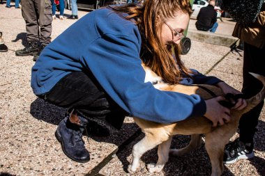 Tel Aviv, İsrail 2 Şubat 2024 SOS Animaux Derneği gönüllüleri Otage Meydanı 'nda yıkılmış kibbutzim' den terk edilmiş köpeklerin evlat edinilmesine adanmış bir gün organize ediyorlar.