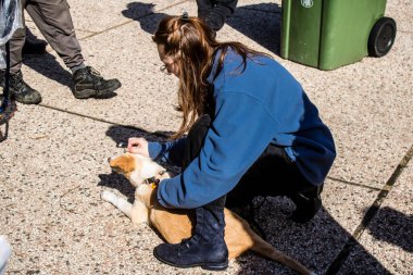 Tel Aviv, İsrail 2 Şubat 2024 SOS Animaux Derneği gönüllüleri Otage Meydanı 'nda yıkılmış kibbutzim' den terk edilmiş köpeklerin evlat edinilmesine adanmış bir gün organize ediyorlar.