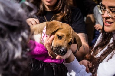 Tel Aviv, İsrail 2 Şubat 2024 SOS Animaux Derneği gönüllüleri Otage Meydanı 'nda yıkılmış kibbutzim' den terk edilmiş köpeklerin evlat edinilmesine adanmış bir gün organize ediyorlar.