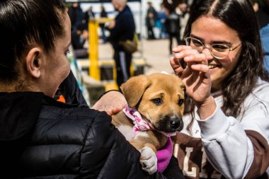 Tel Aviv, İsrail 2 Şubat 2024 SOS Animaux Derneği gönüllüleri Otage Meydanı 'nda yıkılmış kibbutzim' den terk edilmiş köpeklerin evlat edinilmesine adanmış bir gün organize ediyorlar.