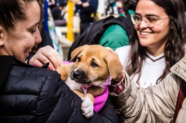 Tel Aviv, İsrail 2 Şubat 2024 SOS Animaux Derneği gönüllüleri Otage Meydanı 'nda yıkılmış kibbutzim' den terk edilmiş köpeklerin evlat edinilmesine adanmış bir gün organize ediyorlar.