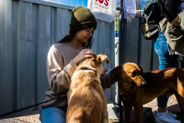 Tel Aviv, İsrail 2 Şubat 2024 SOS Animaux Derneği gönüllüleri Otage Meydanı 'nda yıkılmış kibbutzim' den terk edilmiş köpeklerin evlat edinilmesine adanmış bir gün organize ediyorlar.