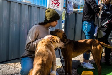 Tel Aviv, İsrail 2 Şubat 2024 SOS Animaux Derneği gönüllüleri Otage Meydanı 'nda yıkılmış kibbutzim' den terk edilmiş köpeklerin evlat edinilmesine adanmış bir gün organize ediyorlar.