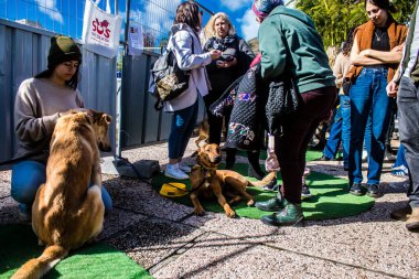 Tel Aviv, İsrail 2 Şubat 2024 SOS Animaux Derneği gönüllüleri Otage Meydanı 'nda yıkılmış kibbutzim' den terk edilmiş köpeklerin evlat edinilmesine adanmış bir gün organize ediyorlar.