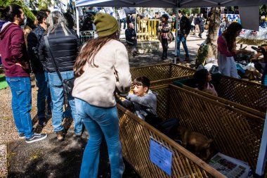 Tel Aviv, İsrail 2 Şubat 2024 SOS Animaux Derneği gönüllüleri Otage Meydanı 'nda yıkılmış kibbutzim' den terk edilmiş köpeklerin evlat edinilmesine adanmış bir gün organize ediyorlar.
