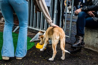 Tel Aviv, İsrail 2 Şubat 2024 SOS Animaux Derneği gönüllüleri Otage Meydanı 'nda yıkılmış kibbutzim' den terk edilmiş köpeklerin evlat edinilmesine adanmış bir gün organize ediyorlar.