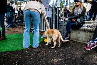 Tel Aviv, İsrail 2 Şubat 2024 SOS Animaux Derneği gönüllüleri Otage Meydanı 'nda yıkılmış kibbutzim' den terk edilmiş köpeklerin evlat edinilmesine adanmış bir gün organize ediyorlar.