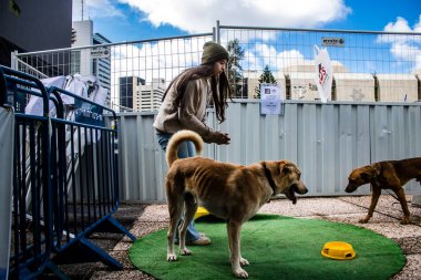Tel Aviv, İsrail 2 Şubat 2024 SOS Animaux Derneği gönüllüleri Otage Meydanı 'nda yıkılmış kibbutzim' den terk edilmiş köpeklerin evlat edinilmesine adanmış bir gün organize ediyorlar.