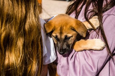 Tel Aviv, İsrail 2 Şubat 2024 SOS Hayvanları Derneği, Hamas terörist saldırısının ardından terk edilmiş köpeklerin evlat edinilmesine adanmış Otages Meydanı 'nda bir gün düzenledi.