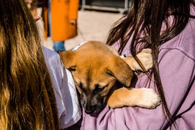 Tel Aviv, İsrail 2 Şubat 2024 SOS Hayvanları Derneği, Hamas terörist saldırısının ardından terk edilmiş köpeklerin evlat edinilmesine adanmış Otages Meydanı 'nda bir gün düzenledi.