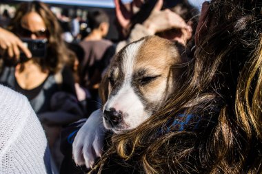 Tel Aviv, İsrail 2 Şubat 2024 SOS Hayvanları Derneği, Hamas terörist saldırısının ardından terk edilmiş köpeklerin evlat edinilmesine adanmış Otages Meydanı 'nda bir gün düzenledi.