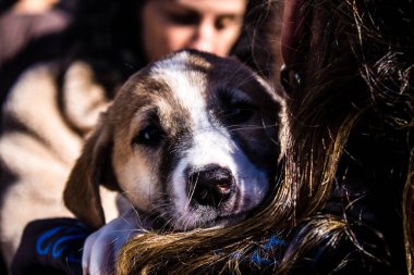 Tel Aviv, İsrail 2 Şubat 2024 SOS Hayvanları Derneği, Hamas terörist saldırısının ardından terk edilmiş köpeklerin evlat edinilmesine adanmış Otages Meydanı 'nda bir gün düzenledi.