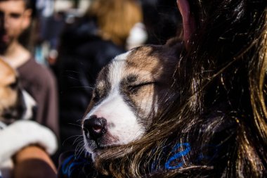 Tel Aviv, İsrail 2 Şubat 2024 SOS Hayvanları Derneği, Hamas terörist saldırısının ardından terk edilmiş köpeklerin evlat edinilmesine adanmış Otages Meydanı 'nda bir gün düzenledi.