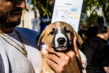 Tel Aviv, İsrail 2 Şubat 2024 SOS Hayvanları Derneği, Hamas terörist saldırısının ardından terk edilmiş köpeklerin evlat edinilmesine adanmış Otages Meydanı 'nda bir gün düzenledi.