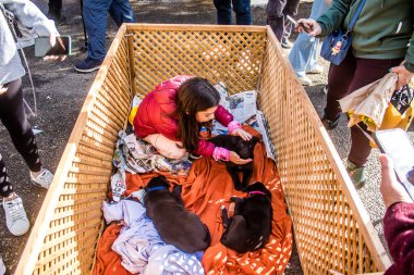 Tel Aviv, İsrail 2 Şubat 2024 SOS Hayvan Derneği 'nden gençler. Otage Meydanı' nda terk edilmiş köpeklerin yok edilmiş kibbutzlardan evlat edinilmesine adanmış bir gün düzenliyorlar.