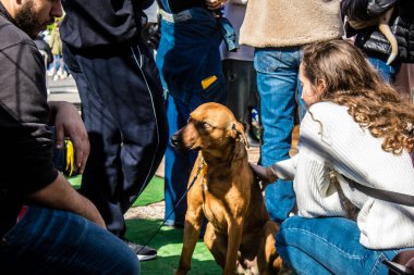 Tel Aviv, İsrail 2 Şubat 2024 SOS Hayvan Derneği 'nden gençler. Otage Meydanı' nda terk edilmiş köpeklerin yok edilmiş kibbutzlardan evlat edinilmesine adanmış bir gün düzenliyorlar.