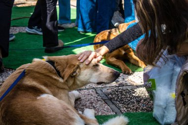 Tel Aviv, İsrail 2 Şubat 2024 SOS Hayvan Derneği 'nden gençler. Otage Meydanı' nda terk edilmiş köpeklerin yok edilmiş kibbutzlardan evlat edinilmesine adanmış bir gün düzenliyorlar.