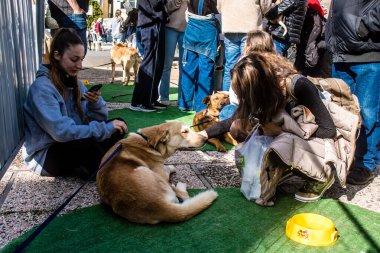 Tel Aviv, İsrail 2 Şubat 2024 SOS Hayvan Derneği 'nden gençler. Otage Meydanı' nda terk edilmiş köpeklerin yok edilmiş kibbutzlardan evlat edinilmesine adanmış bir gün düzenliyorlar.